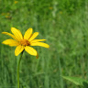 Meet your Posher, Cynthia